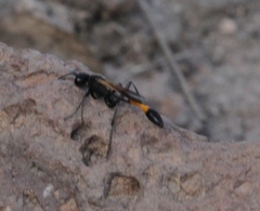 Ammophila placida