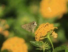 Atalopedes campestris