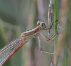 Lestes alacer