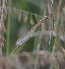 Lestes alacer