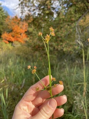 Juncus canadensis