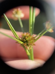 Juncus canadensis