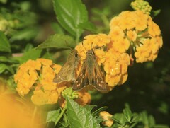 Atalopedes campestris