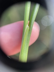 Juncus canadensis