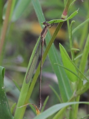 Lestes alacer