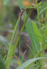 Lestes alacer