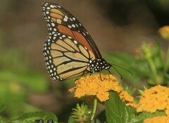 Danaus plexippus