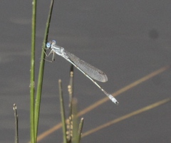 Lestes alacer