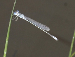 Lestes alacer