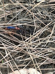 Tachypompilus ferrugineus