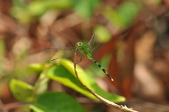 Erythemis vesiculosa