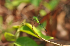 Erythemis vesiculosa