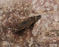 Junonia nigrosuffusa