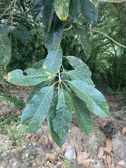 Lithocarpus kawakamii