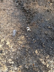 Armadillidium nasatum