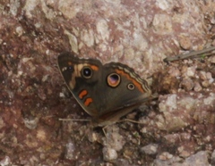 Junonia nigrosuffusa