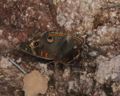 Junonia nigrosuffusa