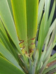 Ichneutica steropastis