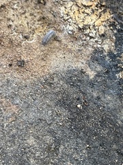 Armadillidium nasatum