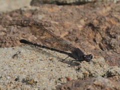 Argia lugens