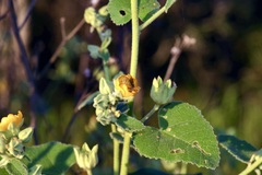 Allowissadula lozanoi