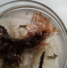 Rhodophyllis membranacea