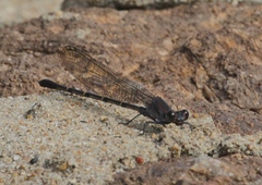 Argia lugens