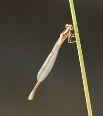 Lestes alacer