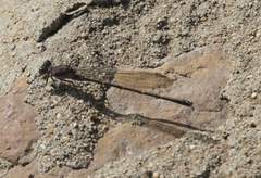 Argia lugens