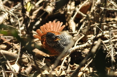 Thamnophilus palliatus