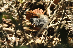 Thamnophilus palliatus