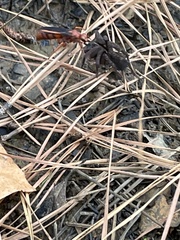 Tachypompilus ferrugineus