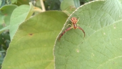 Misumenops