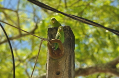 Forpus xanthopterygius