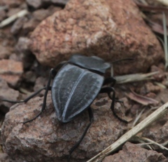 Stenomorpha opaca