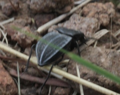 Stenomorpha opaca