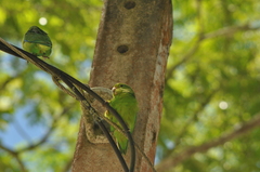 Forpus xanthopterygius