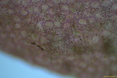 Rhodophyllis membranacea