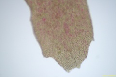 Rhodophyllis membranacea