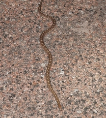 Arizona elegans elegans