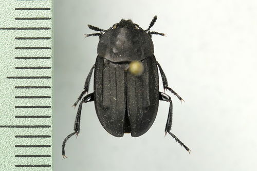 Western Spinach Carrion Beetle