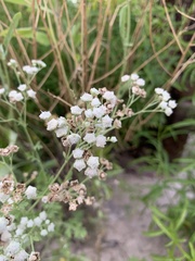 Parthenium