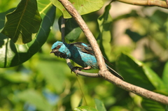 Dacnis cayana