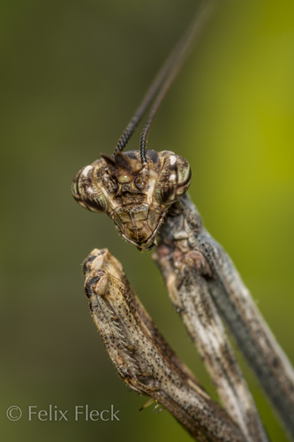Pseudovates tolteca