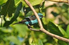 Dacnis cayana