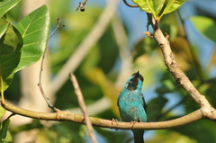 Dacnis cayana