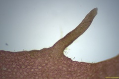Rhodophyllis membranacea