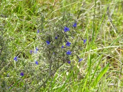 Lithodora fruticosa