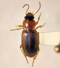 Stenolophini