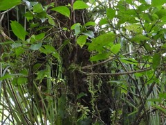 Hydrangea serratifolia